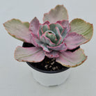Echeveria Flying Cloud