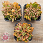 Echeveria agavoides 'Frank Reinelt' Crested