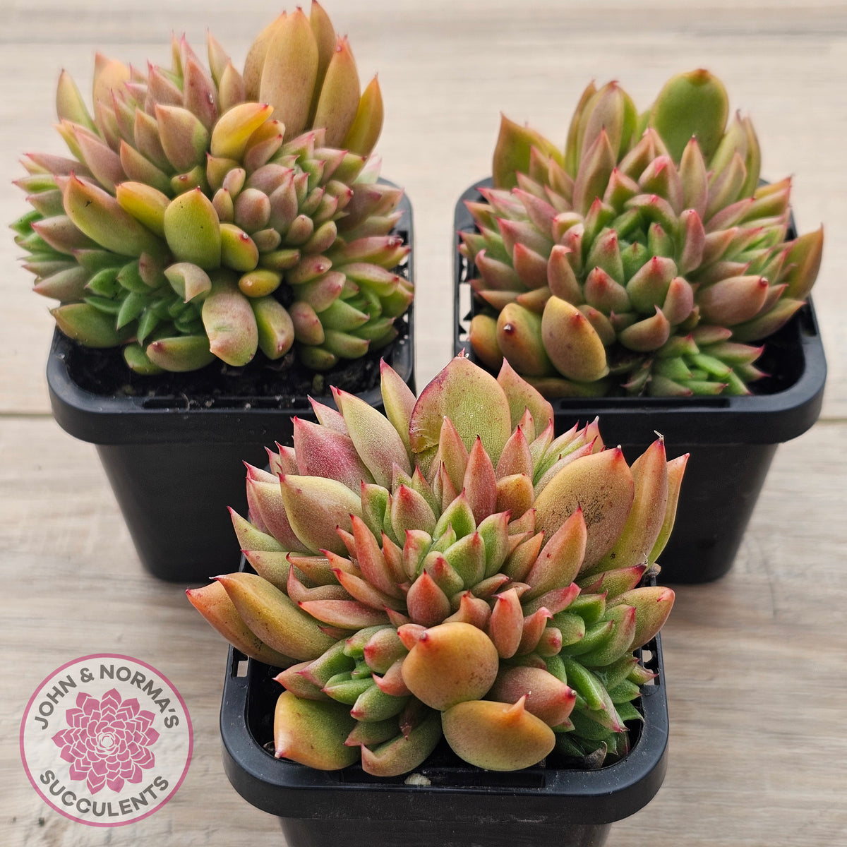 Echeveria agavoides 'Frank Reinelt' Crested