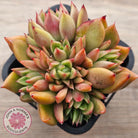 Echeveria agavoides 'Frank Reinelt' Crested
