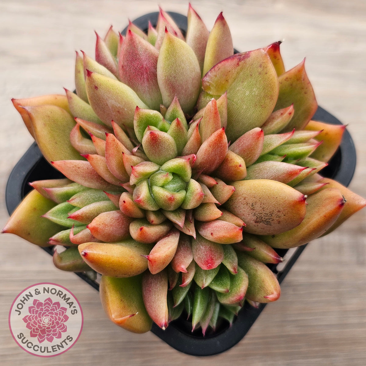 Echeveria agavoides 'Frank Reinelt' Crested