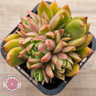 Echeveria agavoides 'Frank Reinelt' Crested