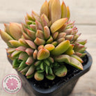 Echeveria agavoides 'Frank Reinelt' Crested