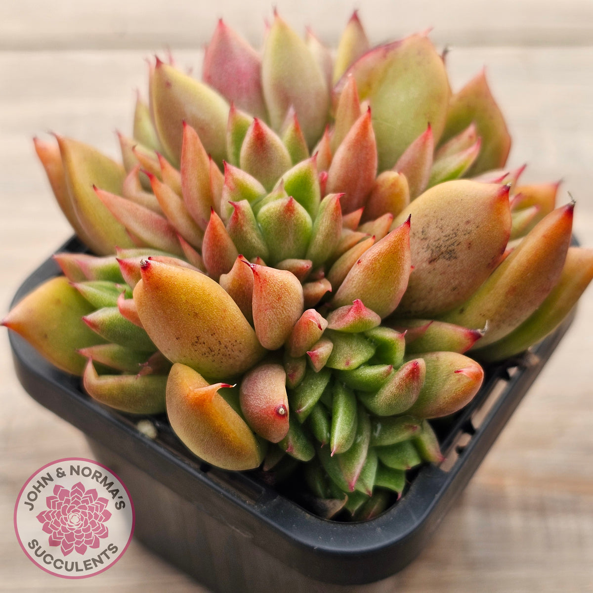 Echeveria agavoides 'Frank Reinelt' Crested