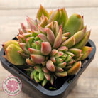 Echeveria agavoides 'Frank Reinelt' Crested