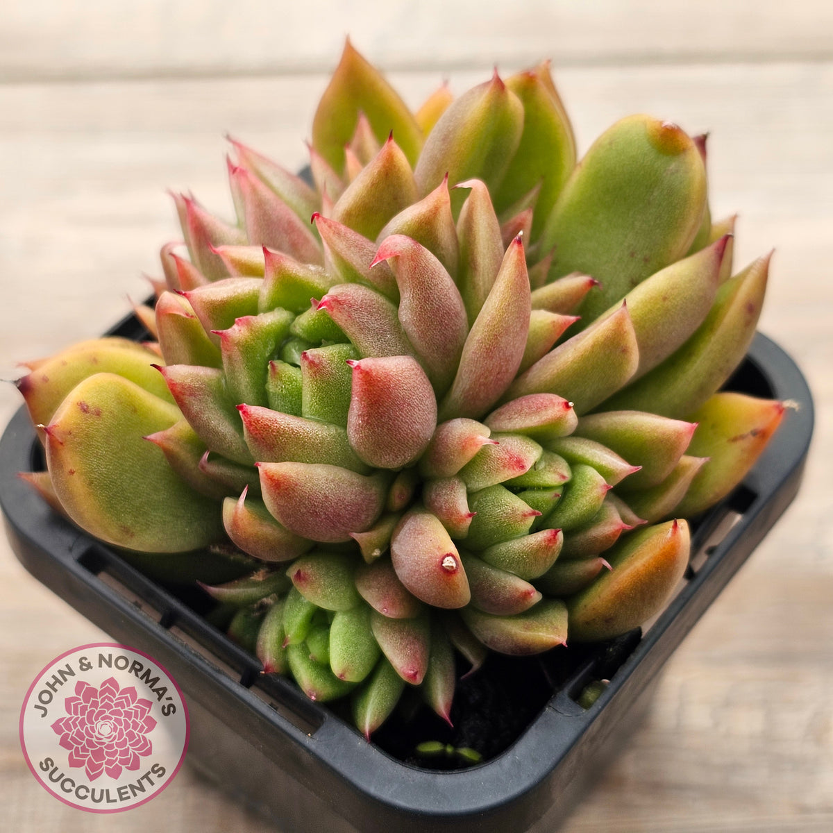 Echeveria agavoides 'Frank Reinelt' Crested