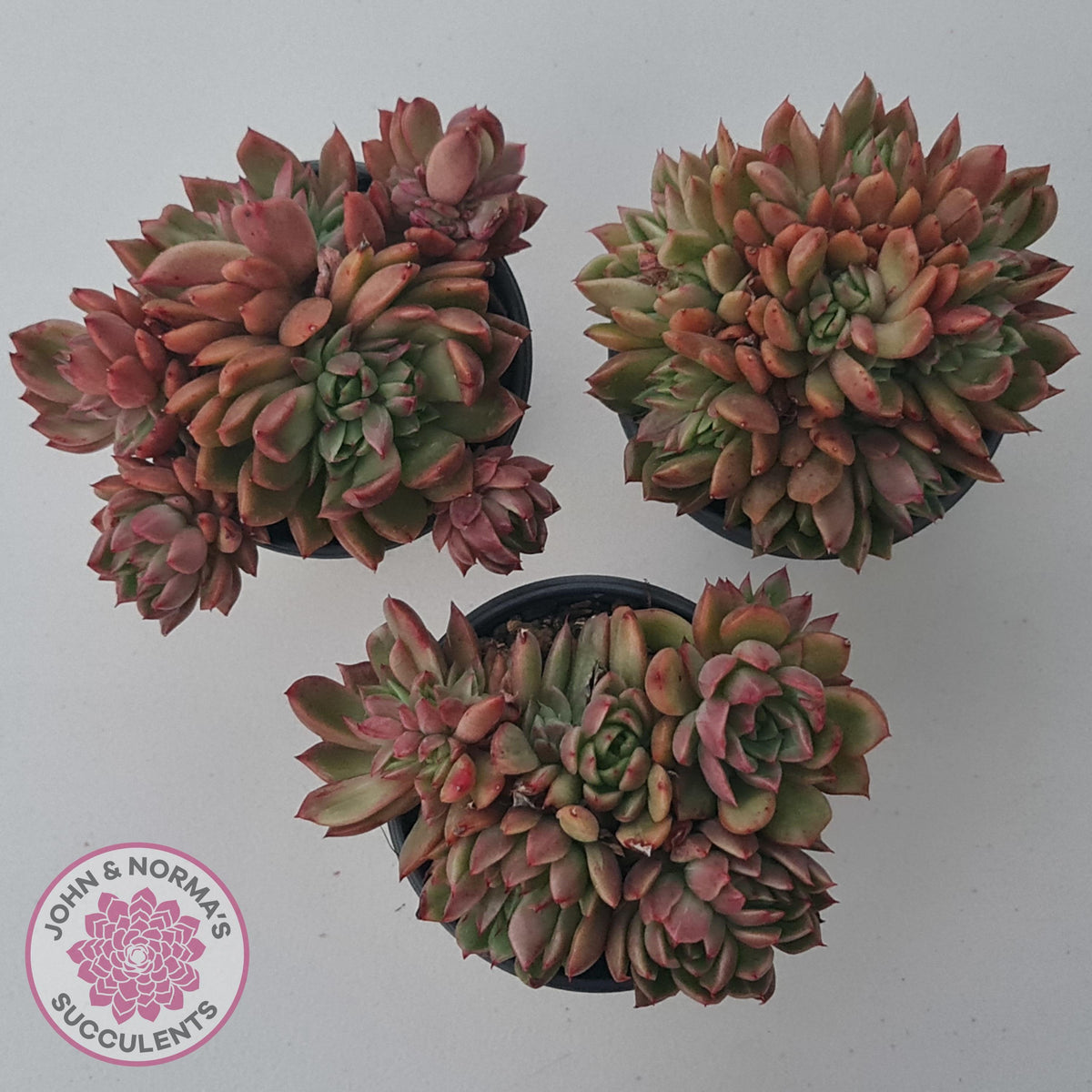 Echeveria agavoides 'Frank Reinelt' Crested