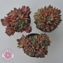 Load image into Gallery viewer, Echeveria agavoides &#39;Frank Reinelt&#39; Crested - John &amp; Norma&#39;s Succulents Australia
