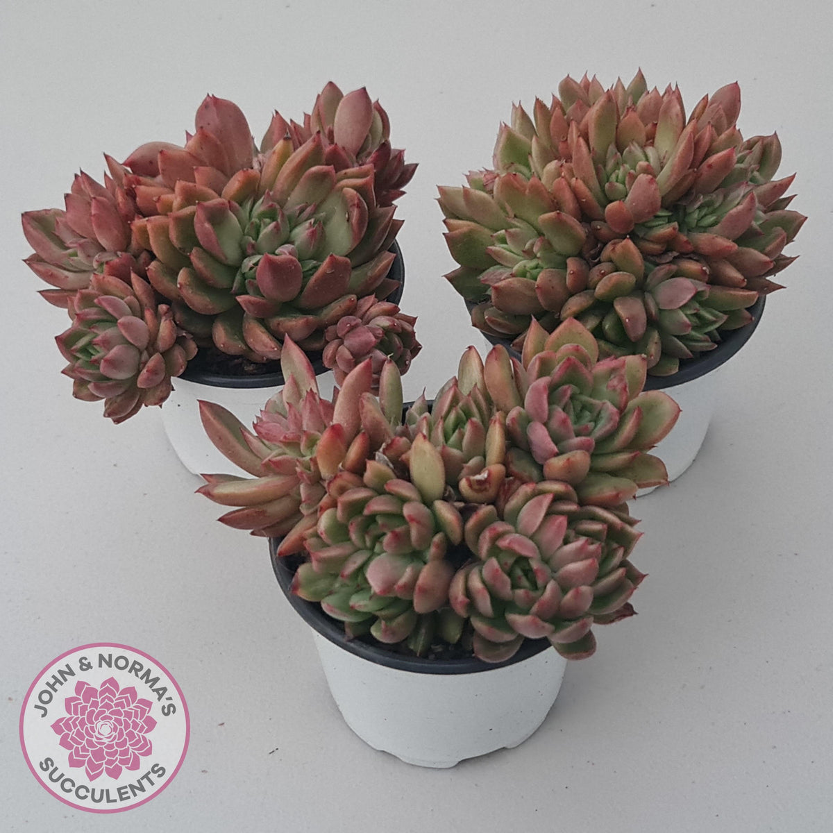 Echeveria agavoides 'Frank Reinelt' Crested