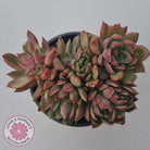 Echeveria agavoides 'Frank Reinelt' Crested