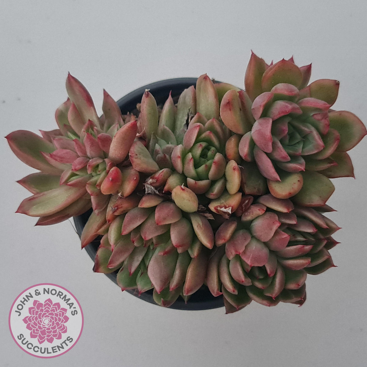 Echeveria agavoides 'Frank Reinelt' Crested