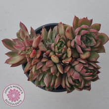 Load image into Gallery viewer, Echeveria agavoides &#39;Frank Reinelt&#39; Crested - John &amp; Norma&#39;s Succulents Australia
