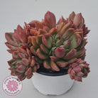 Echeveria agavoides 'Frank Reinelt' Crested