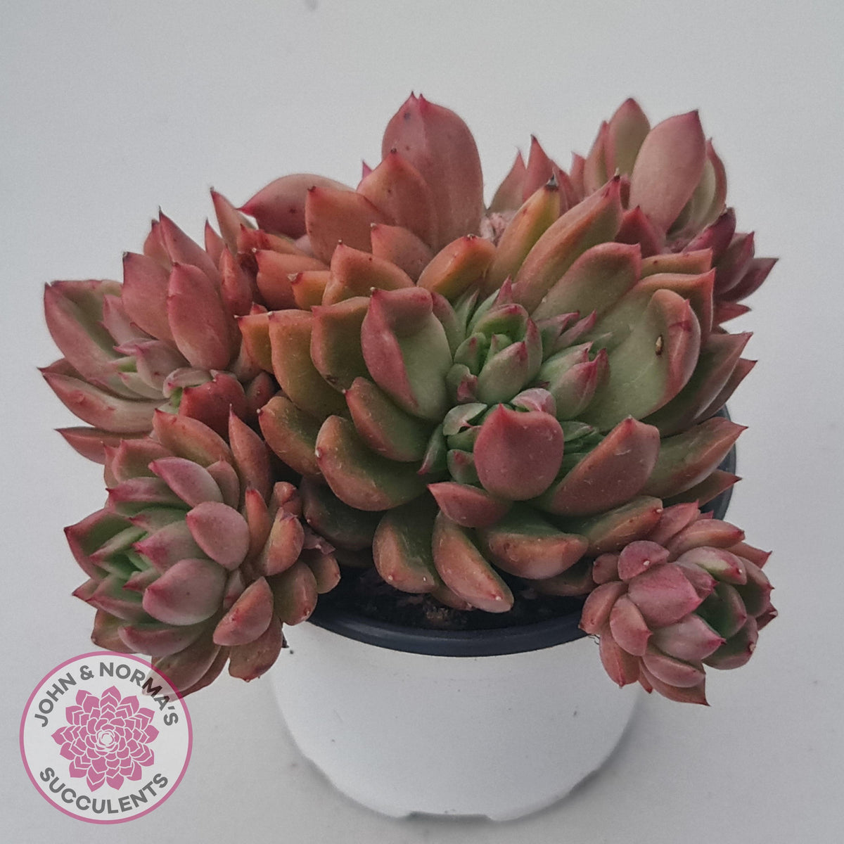 Echeveria agavoides 'Frank Reinelt' Crested
