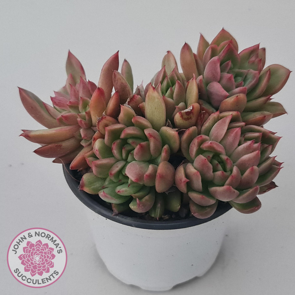 Echeveria agavoides 'Frank Reinelt' Crested