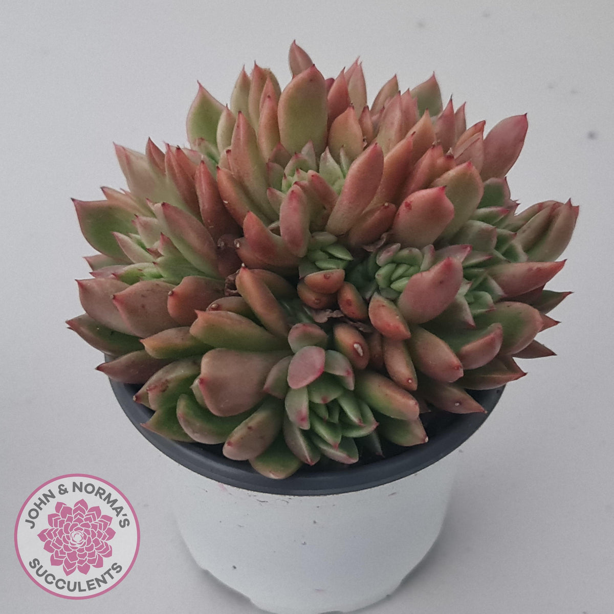 Echeveria agavoides 'Frank Reinelt' Crested