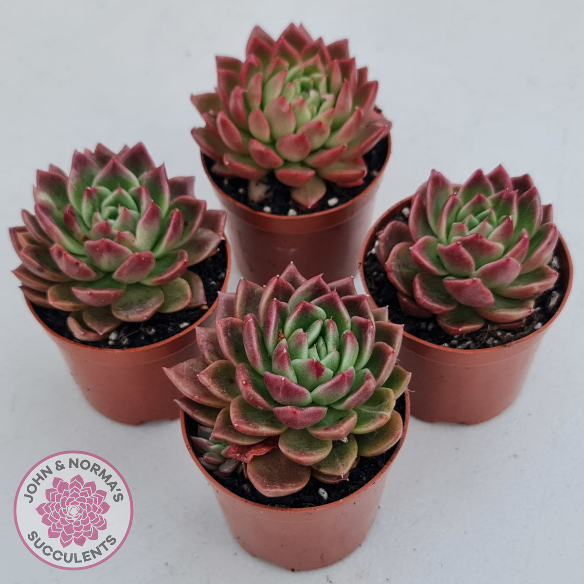 Echeveria agavoides 'Frank Reinelt'