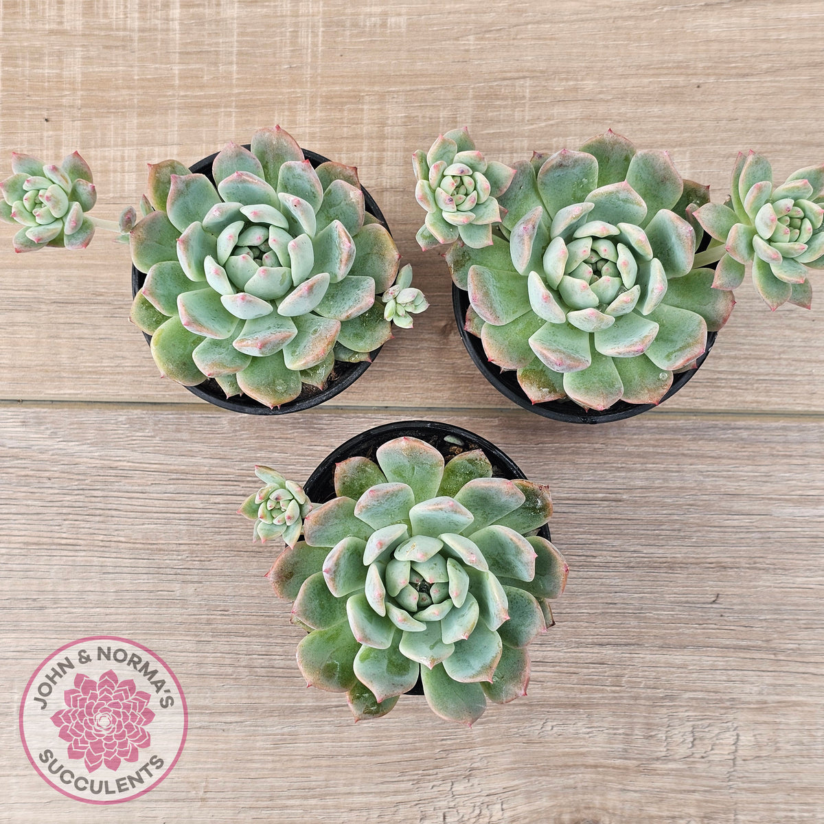 Echeveria 'Frosty Bloom'