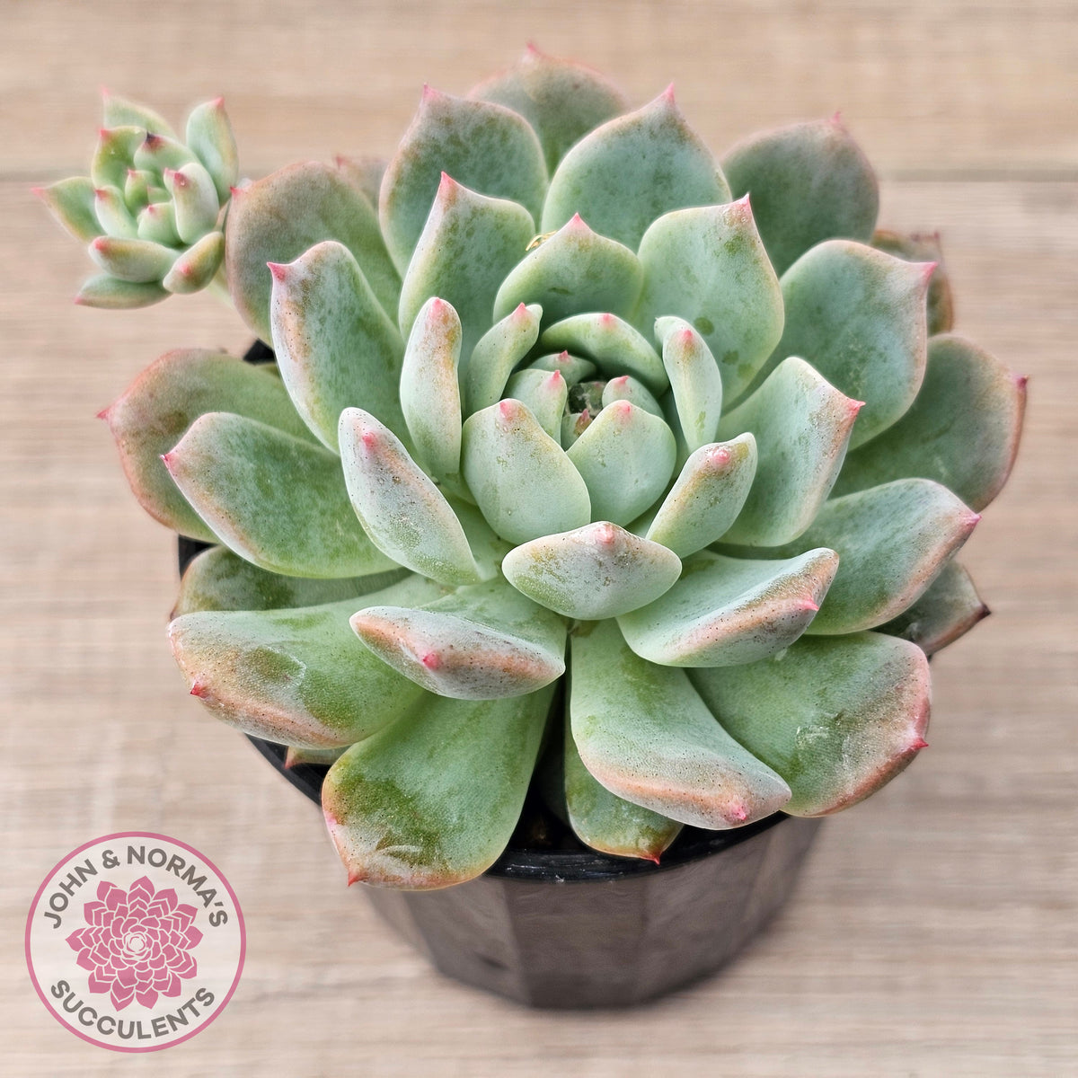 Echeveria 'Frosty Bloom'