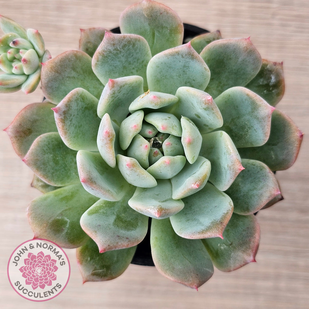 Echeveria 'Frosty Bloom'