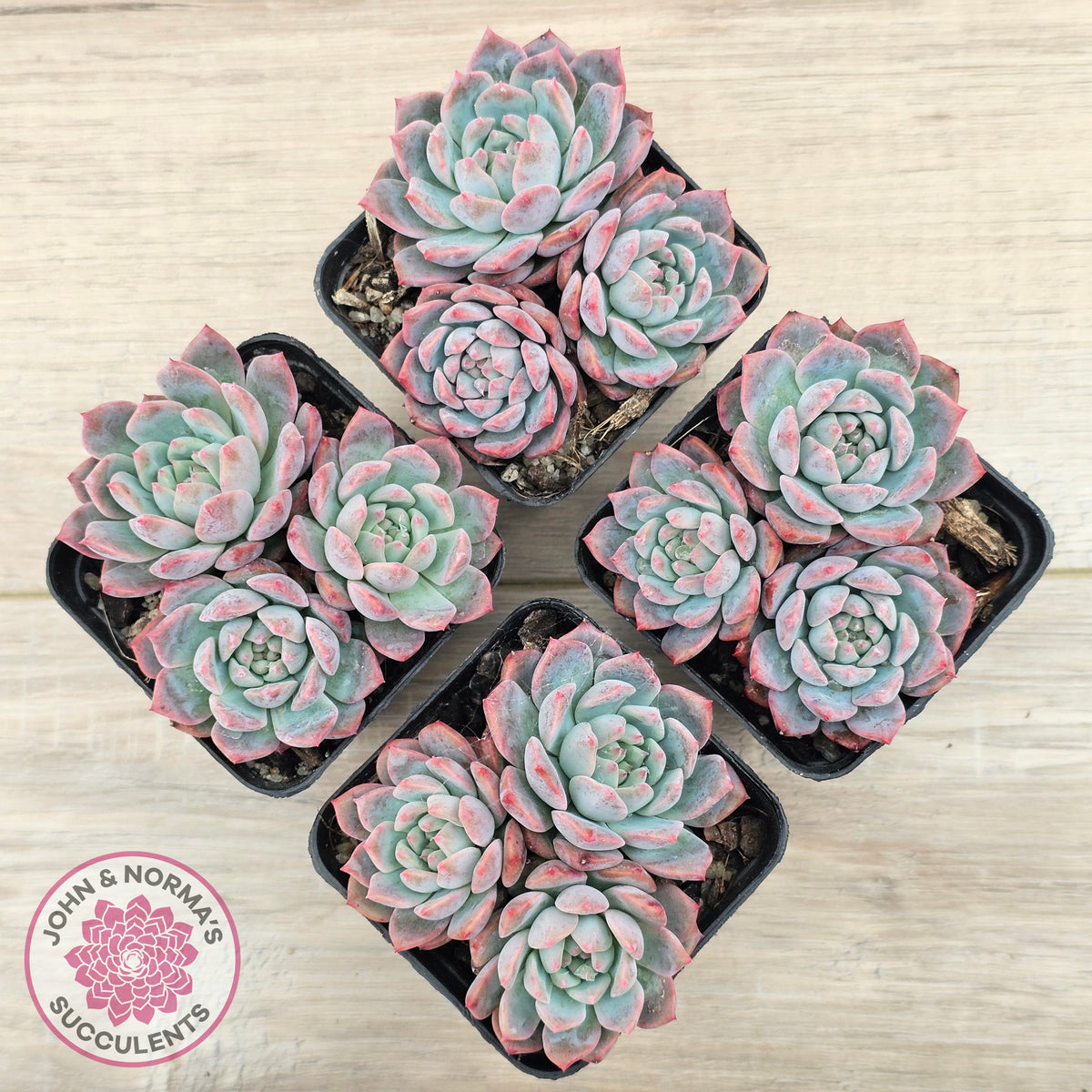 Echeveria 'Frosty Bloom'