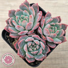 Echeveria 'Frosty Bloom'