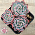 Echeveria 'Frosty Bloom'