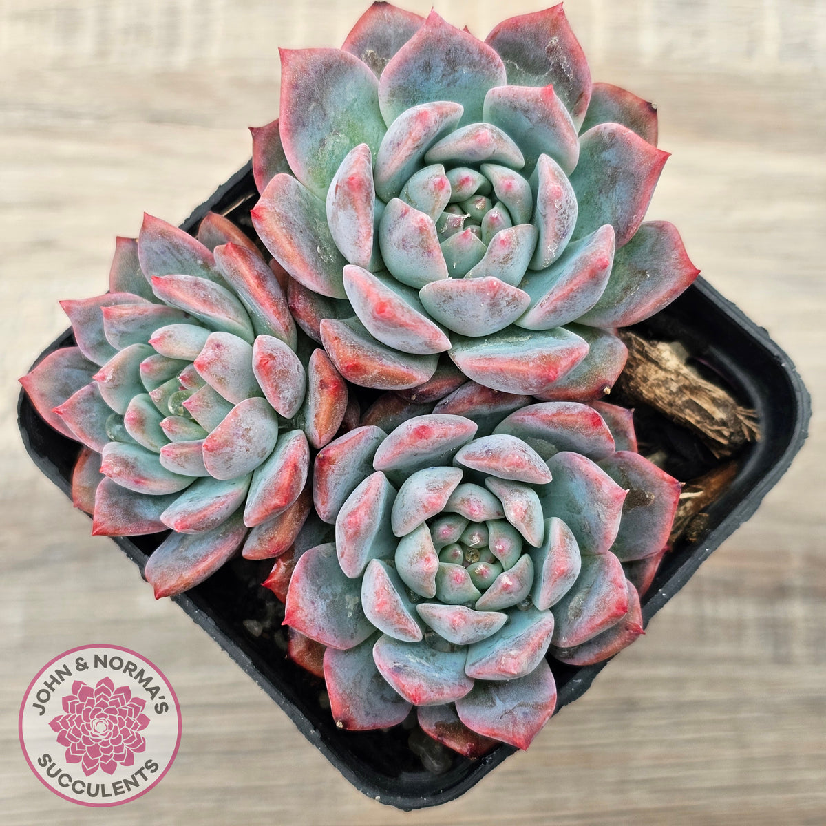 Echeveria 'Frosty Bloom'