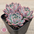 Echeveria 'Frosty Bloom'