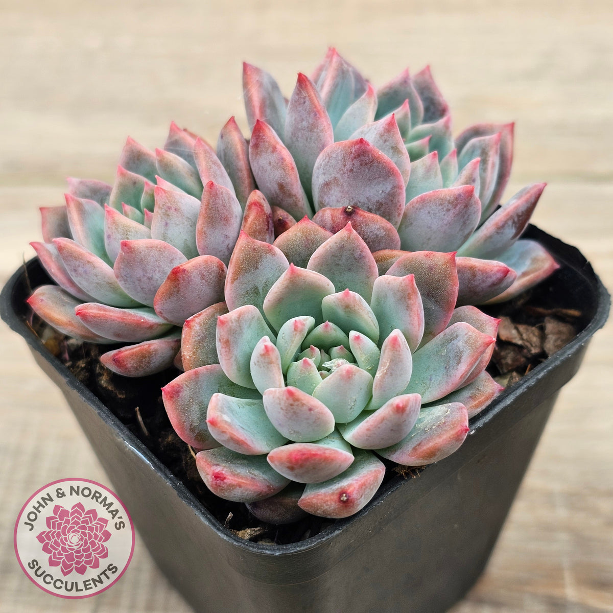 Echeveria 'Frosty Bloom'