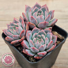 Echeveria 'Frosty Bloom'