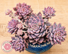 Load image into Gallery viewer, Echeveria 'Frosty Bloom'
