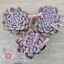 Load image into Gallery viewer, Echeveria &#39;Frosty Bloom&#39;
