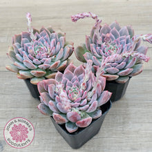 Load image into Gallery viewer, Echeveria &#39;Frosty Bloom&#39;
