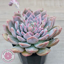 Load image into Gallery viewer, Echeveria &#39;Frosty Bloom&#39;
