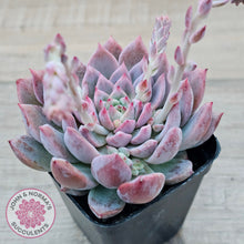 Load image into Gallery viewer, Echeveria &#39;Frosty Bloom&#39;
