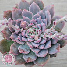 Load image into Gallery viewer, Echeveria &#39;Frosty Bloom&#39;
