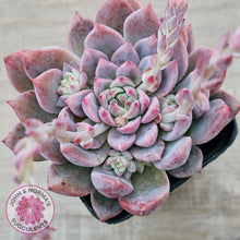 Load image into Gallery viewer, Echeveria &#39;Frosty Bloom&#39;
