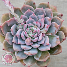 Load image into Gallery viewer, Echeveria &#39;Frosty Bloom&#39;
