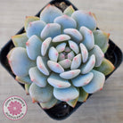 Echeveria 'Fu Rong'