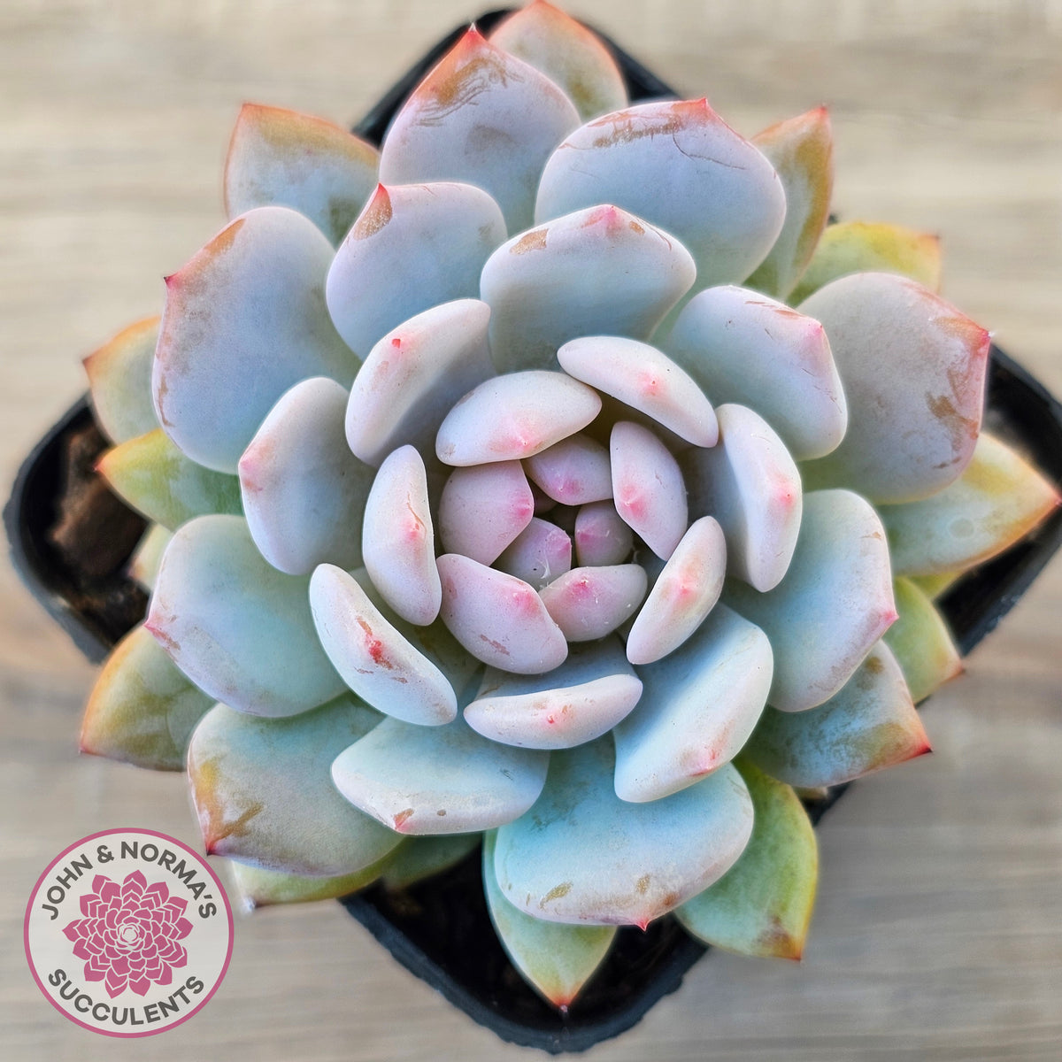 Echeveria 'Fu Rong'