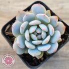 Echeveria 'Fu Rong'