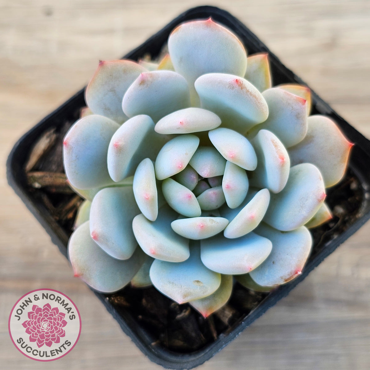 Echeveria 'Fu Rong'