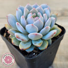 Echeveria 'Fu Rong'