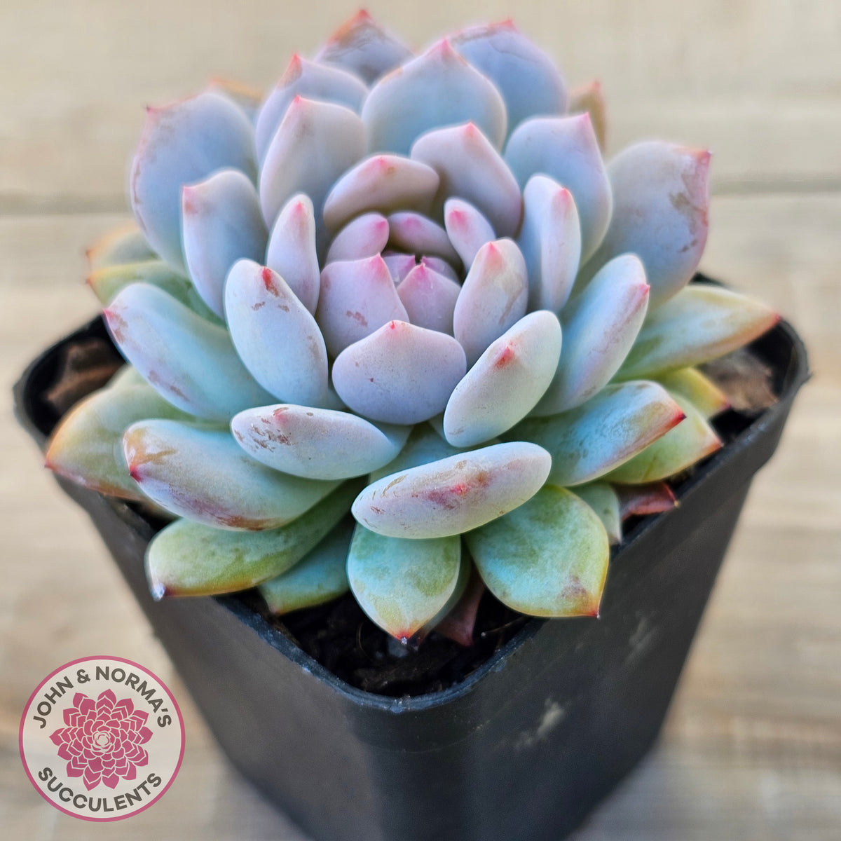 Echeveria 'Fu Rong'