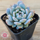Echeveria 'Fu Rong'
