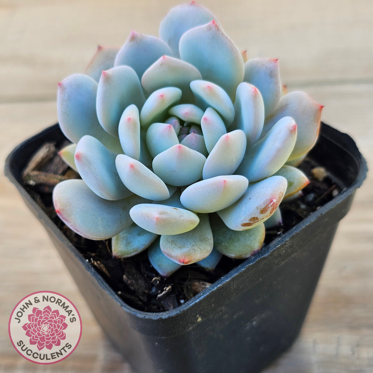 Echeveria 'Fu Rong'