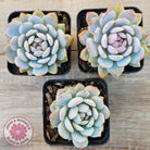 Echeveria 'Fu Rong'