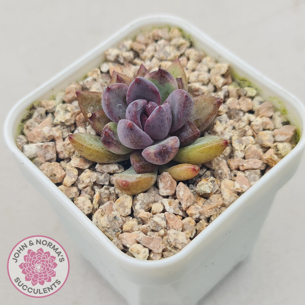 Echeveria 'Gem Rose' - John & Norma's Succulents Australia