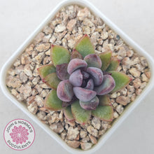 Load image into Gallery viewer, Echeveria &#39;Gem Rose&#39; - John &amp; Norma&#39;s Succulents Australia
